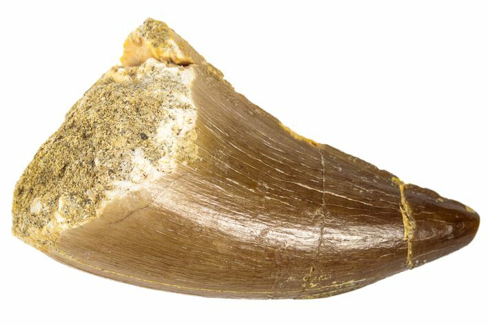Fossil Mosasaur (Prognathodon) Tooth - Morocco #186501